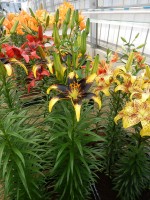 [4067 Lion Heart Mak No301.JPG]